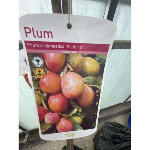 67 - THREE BARE ROOT FRUITING PLUM TREES VARIETY VICTORIA NO VAT