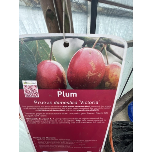 67 - THREE BARE ROOT FRUITING PLUM TREES VARIETY VICTORIA NO VAT