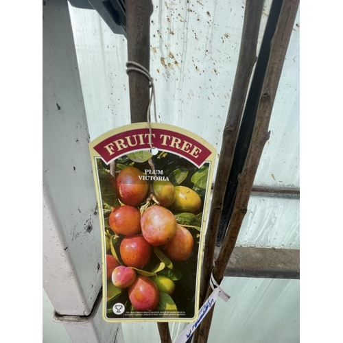 68 - THREE BARE ROOT FRUITING PLUM TREES VARIETY VICTORIA NO VAT