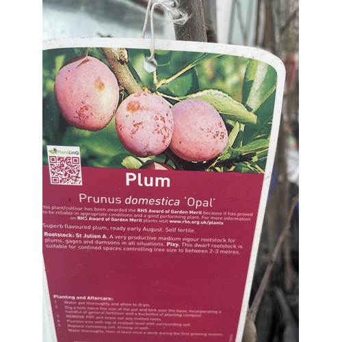 70 - THREE BARE ROOT FRUITING PLUM TREES VARIETY OPAL NO VAT