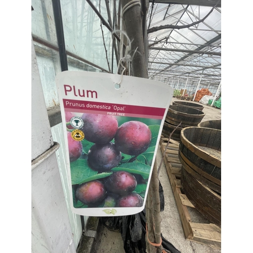 71 - TWO BARE ROOT FRUITING PLUM TREES VARIETY OPAL NO VAT