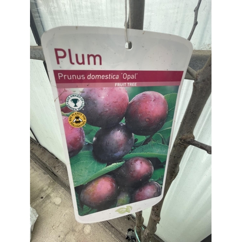 72 - TWO BARE ROOT FRUITING PLUM TREES VARIETY OPAL NO VAT