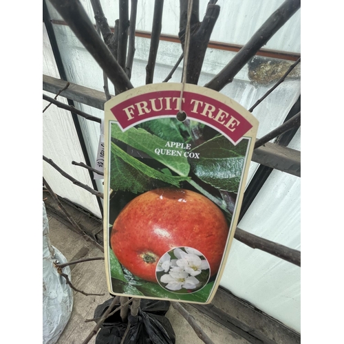 75 - TWO BARE ROOT FRUITING  APPLE TREES VARIETY QUEEN COX NO VAT