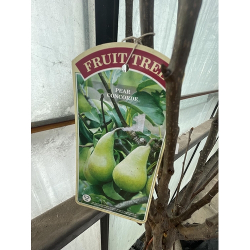 77 - TWO BARE ROOT FRUITING  PEAR TREES VARIETY CONCORDE NO VAT