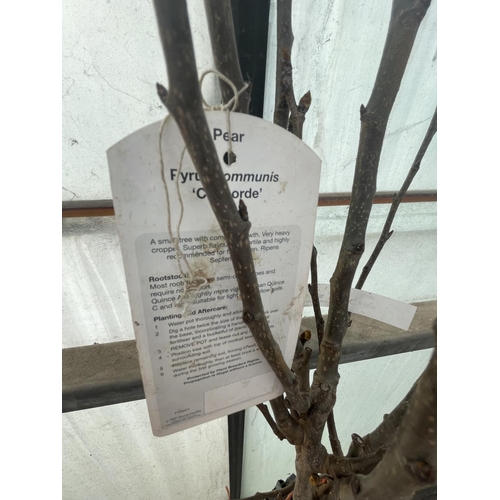 77 - TWO BARE ROOT FRUITING  PEAR TREES VARIETY CONCORDE NO VAT