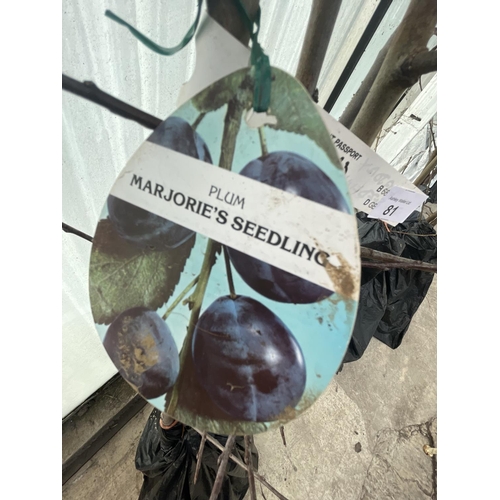 81 - THREE BARE ROOT FRUITING PLUM TREES MARJORIE SEEDLING NO VAT