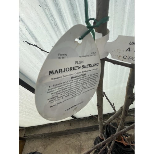 82 - TWO BARE ROOT  FRUITING PLUM TREES MARJORIE SEEDLING NO VAT