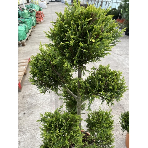 21 - TWO CUPRESSUS CASTLEWELLAN GOLD POM POM, 12 LTR POTS + VAT