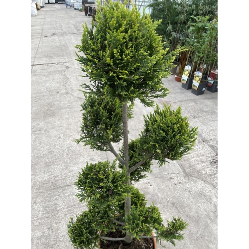 21 - TWO CUPRESSUS CASTLEWELLAN GOLD POM POM, 12 LTR POTS + VAT