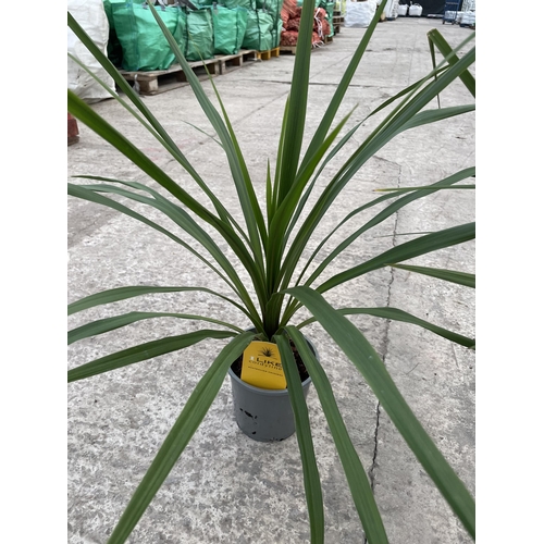 22 - EIGHT CORDYLINE 