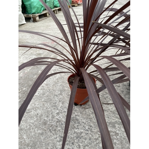 23 - TEN CORDYLINE 