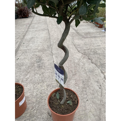 1 - A PAIR OF TWISTED STANDARD BAY (LAURUS NOBILIS) TREES WITH TWISTED STEMS HEIGHT APPROXIMATELY 140CM ... 