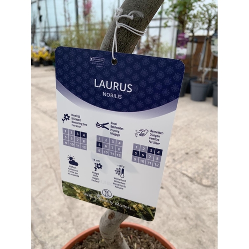 1 - A PAIR OF TWISTED STANDARD BAY (LAURUS NOBILIS) TREES WITH TWISTED STEMS HEIGHT APPROXIMATELY 140CM ... 