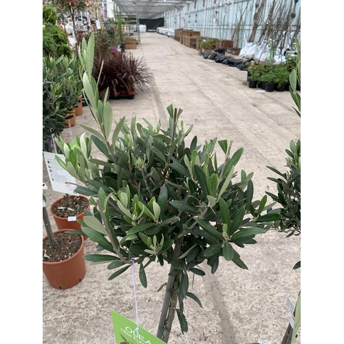 10 - A PAIR OF STANDARD OLIVE TREES APPROXIMATELY 100CM TALL + VAT