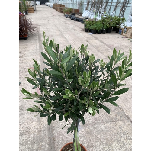 11 - A PAIR OF STANDARD OLIVE TREES APPROXIMATELY 100CM TALL + VAT