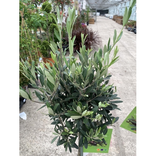 12 - A PAIR OF STANDARD OLIVE TREES APPROXIMATELY 100CM TALL + VAT