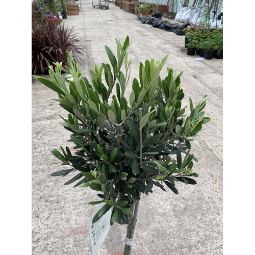 13 - A PAIR OF STANDARD OLIVE TREES APPROXIMATELY 100CM TALL + VAT