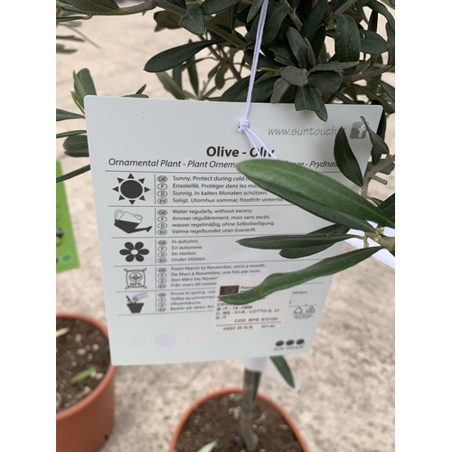 13 - A PAIR OF STANDARD OLIVE TREES APPROXIMATELY 100CM TALL + VAT