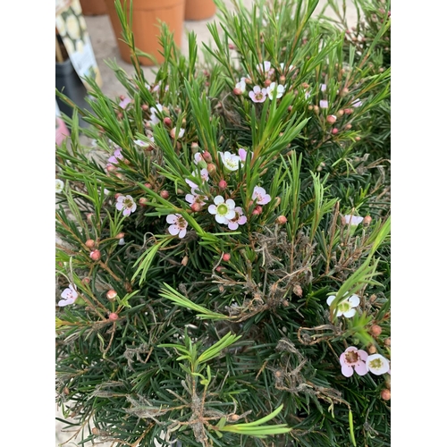 14 - SIX STANDARD CHAMELAUCIUM WAXFLOWER SNOWFLAKE + VAT