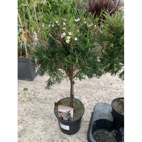 15 - SIX STANDARD CHAMELAUCIUM WAXFLOWER SNOWFLAKE + VAT