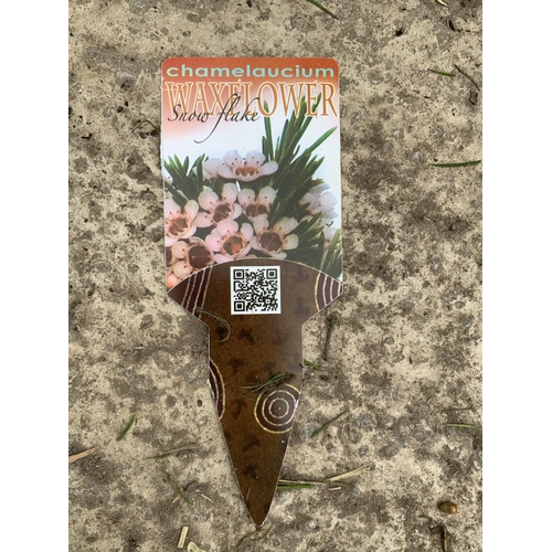 15 - SIX STANDARD CHAMELAUCIUM WAXFLOWER SNOWFLAKE + VAT