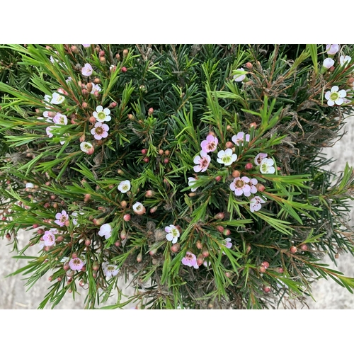 15 - SIX STANDARD CHAMELAUCIUM WAXFLOWER SNOWFLAKE + VAT