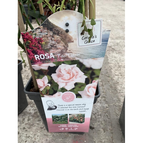 16 - THREE POTTED CLIMBING ROSE BUSHES TO INCLUDE SANTANA, NEW DAWN AND LICHTKONIGIN LUCIA + VAT