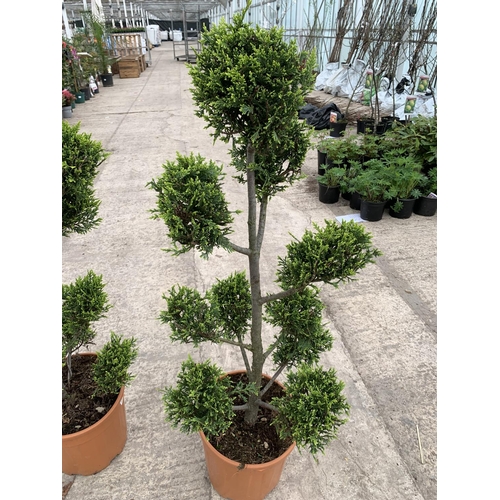 18 - TWO CUPRESSUS CASTLEWELLAN GOLD POM POM 12 LTR POTS + VAT