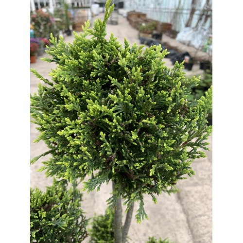 18 - TWO CUPRESSUS CASTLEWELLAN GOLD POM POM 12 LTR POTS + VAT