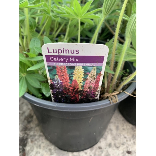 181 - TEN POTTED LUPINS GALLERY MIX + VAT