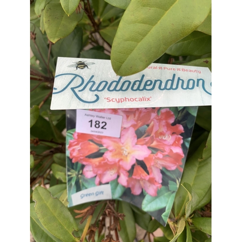 182 - FOUR MIXED VARIETY RHODODENDRON + VAT