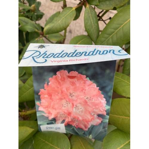 182 - FOUR MIXED VARIETY RHODODENDRON + VAT