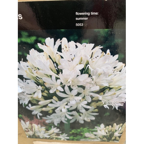 188 - FIFTY AGAPANTHUS WHITE BULBS + VAT