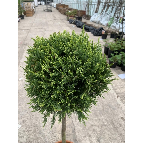 19 - TWO CUPRESSUS CASTLEWELLAN GOLD STANDARD BALLS 7 LTR POTS + VAT