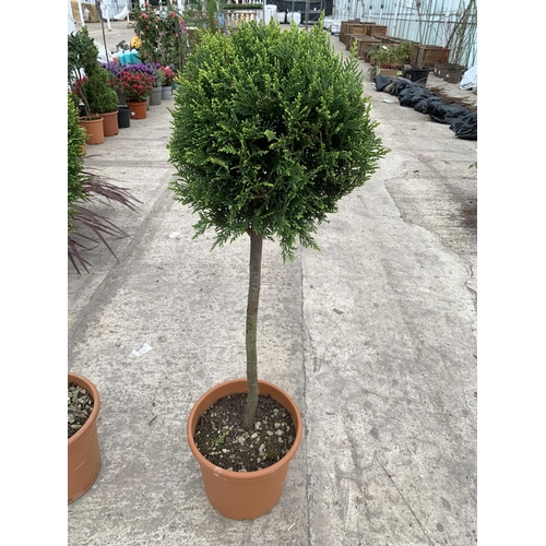 19 - TWO CUPRESSUS CASTLEWELLAN GOLD STANDARD BALLS 7 LTR POTS + VAT