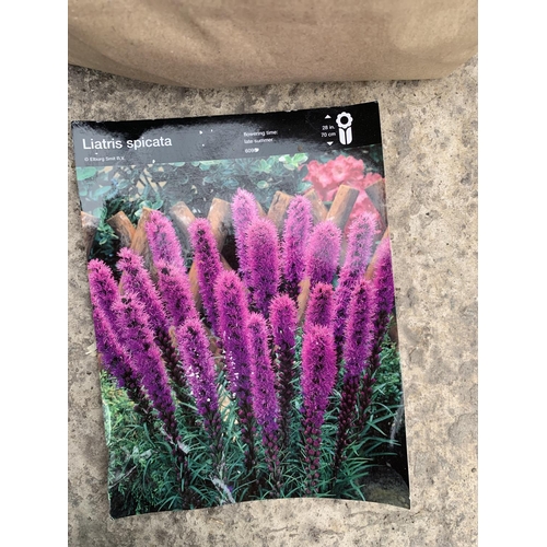 191 - FIFTY LIATRIS SPICATA PURPLE BULBS + VAT