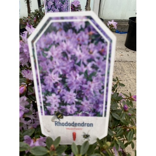 197 - THREE PURPLE RHODODENDRONS + VAT