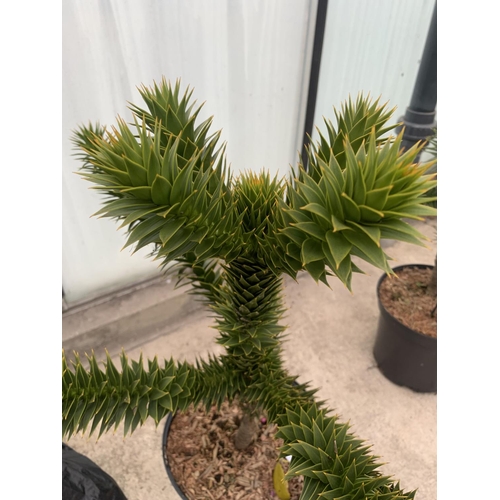 198 - A MONKEY PUZZLE (ARAUCARIA ARAUCANA) TREES