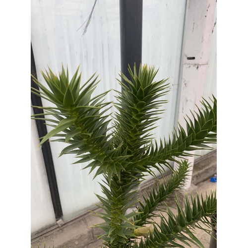 199 - A MONKEY PUZZLE (ARAUCARIA ARAUCANA) TREES