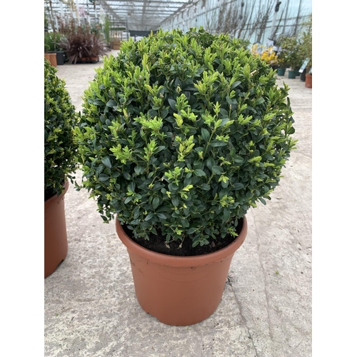 2 - A PAIR OF LARGE BOX (BUXUS SEMPERVIRENS) BALLS + VAT