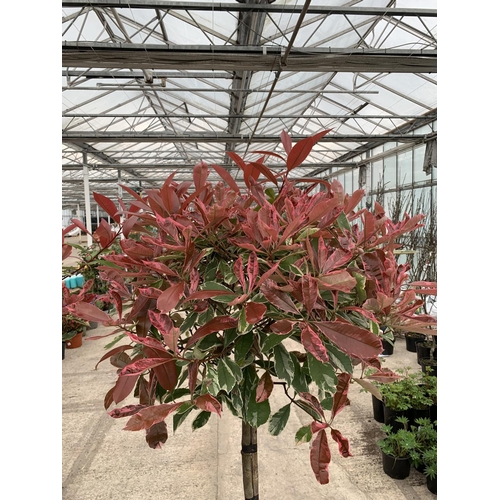 20 - TWO STANDARD PHOTINIA PINK MARBLE TREES 15 LTR POTS + VAT