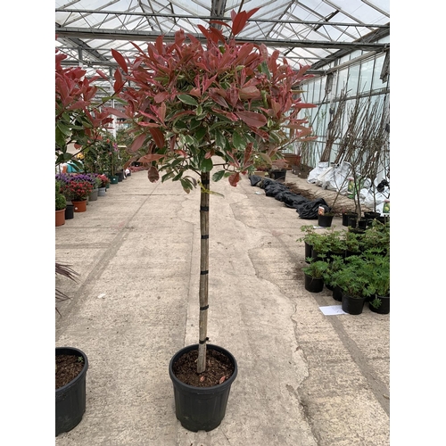 20 - TWO STANDARD PHOTINIA PINK MARBLE TREES 15 LTR POTS + VAT