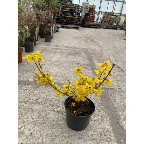 200 - THREE FORSYTHIA BUSHES + VAT