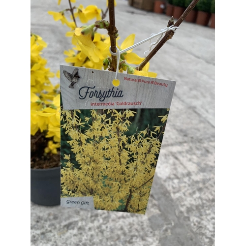 200 - THREE FORSYTHIA BUSHES + VAT