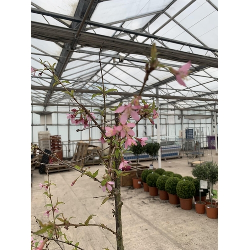 201 - A POTTED PRUNUS OKAME FLOWERING CHERRY + VAT