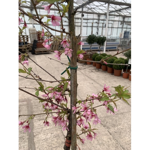 201 - A POTTED PRUNUS OKAME FLOWERING CHERRY + VAT