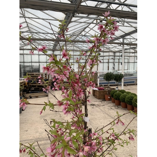 202 - A POTTED PRUNUS OKAME FLOWERING CHERRY + VAT