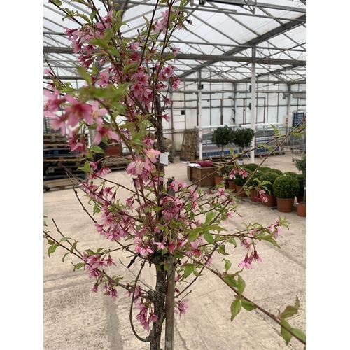 202 - A POTTED PRUNUS OKAME FLOWERING CHERRY + VAT