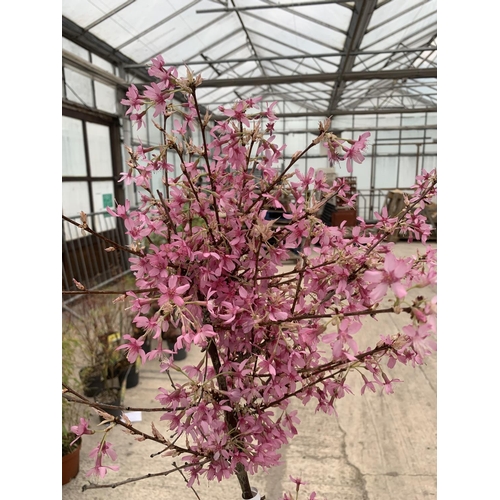 203 - A POTTED PRUNUS OKAME FLOWERING CHERRY + VAT