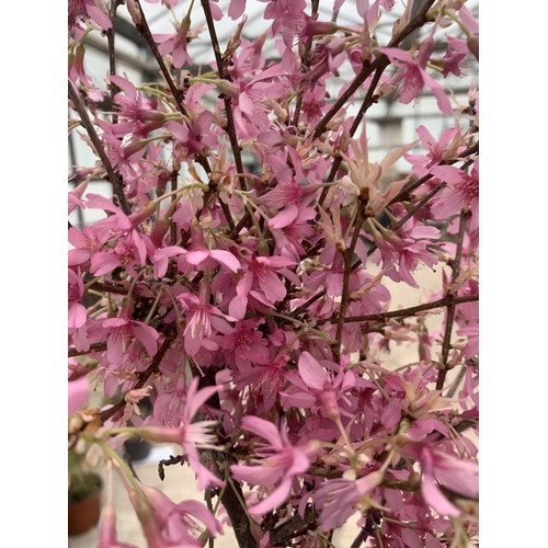 203 - A POTTED PRUNUS OKAME FLOWERING CHERRY + VAT